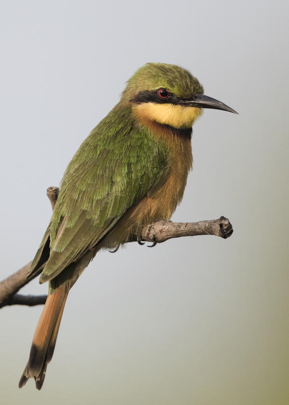 Little Bee-eater  Gambia