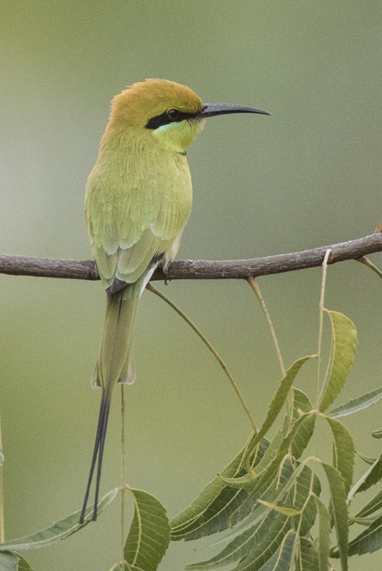 Bee-eater,Little Green 