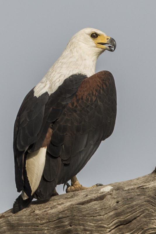 African Fish Eagle   Gambia