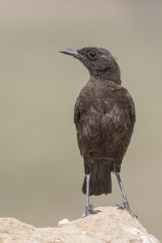 Northern Anteater Chat   Gambia