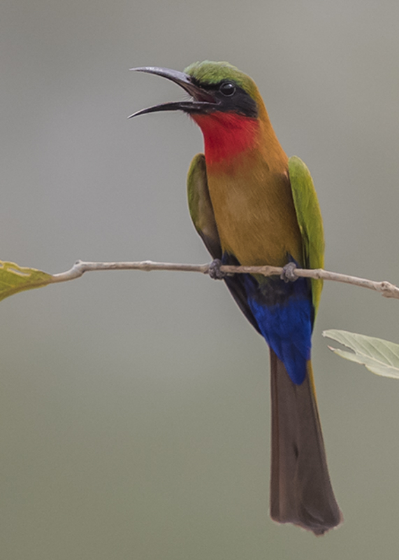 Red-throated Bee-eater   Gambia