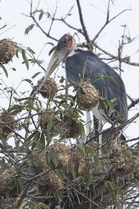Marabou Stork    Gambia