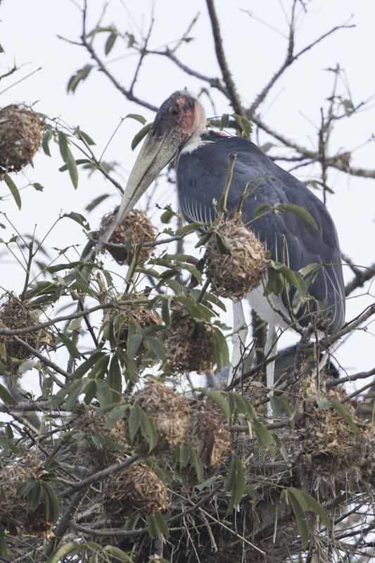 Stork,Marabou 