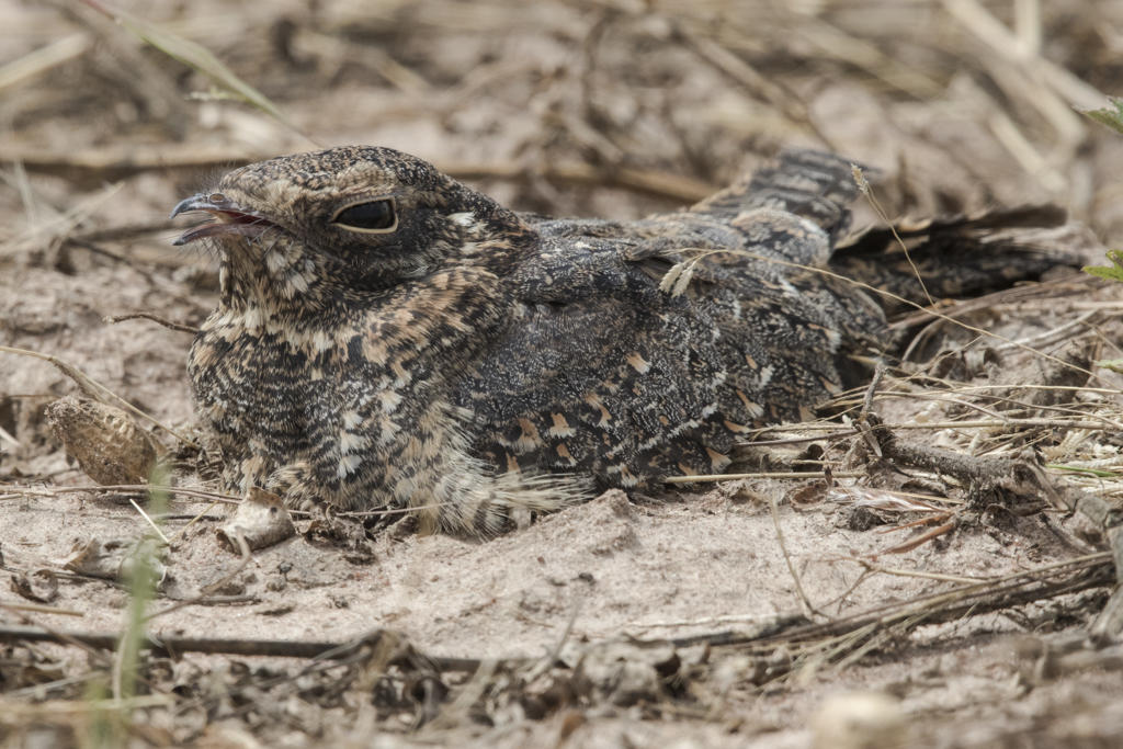 Standard-winged Nightjar   Gambia