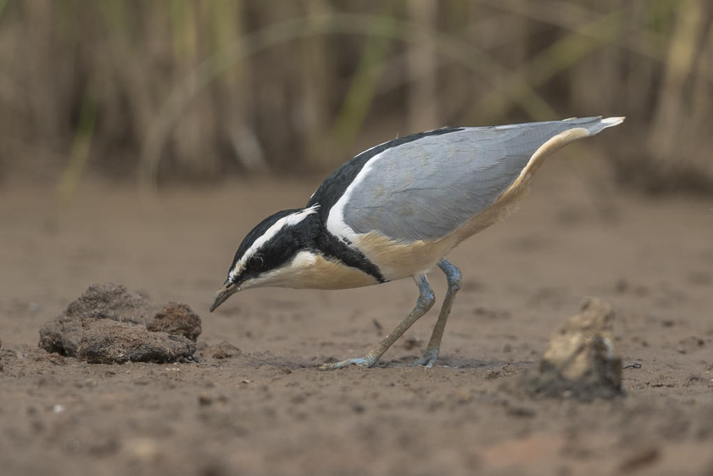 Egyptian Plover    Gambia
