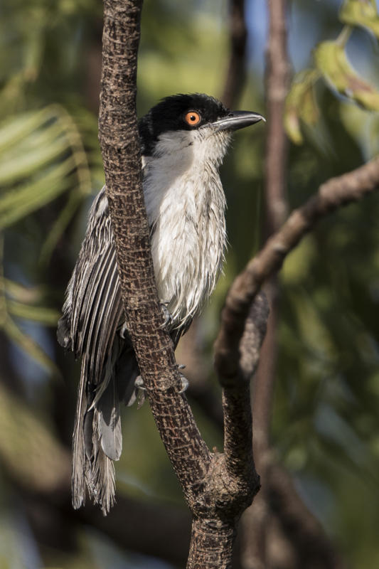 Northern Puffback    Gambia