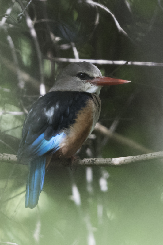 Grey-headed Kingfisher    Gambia