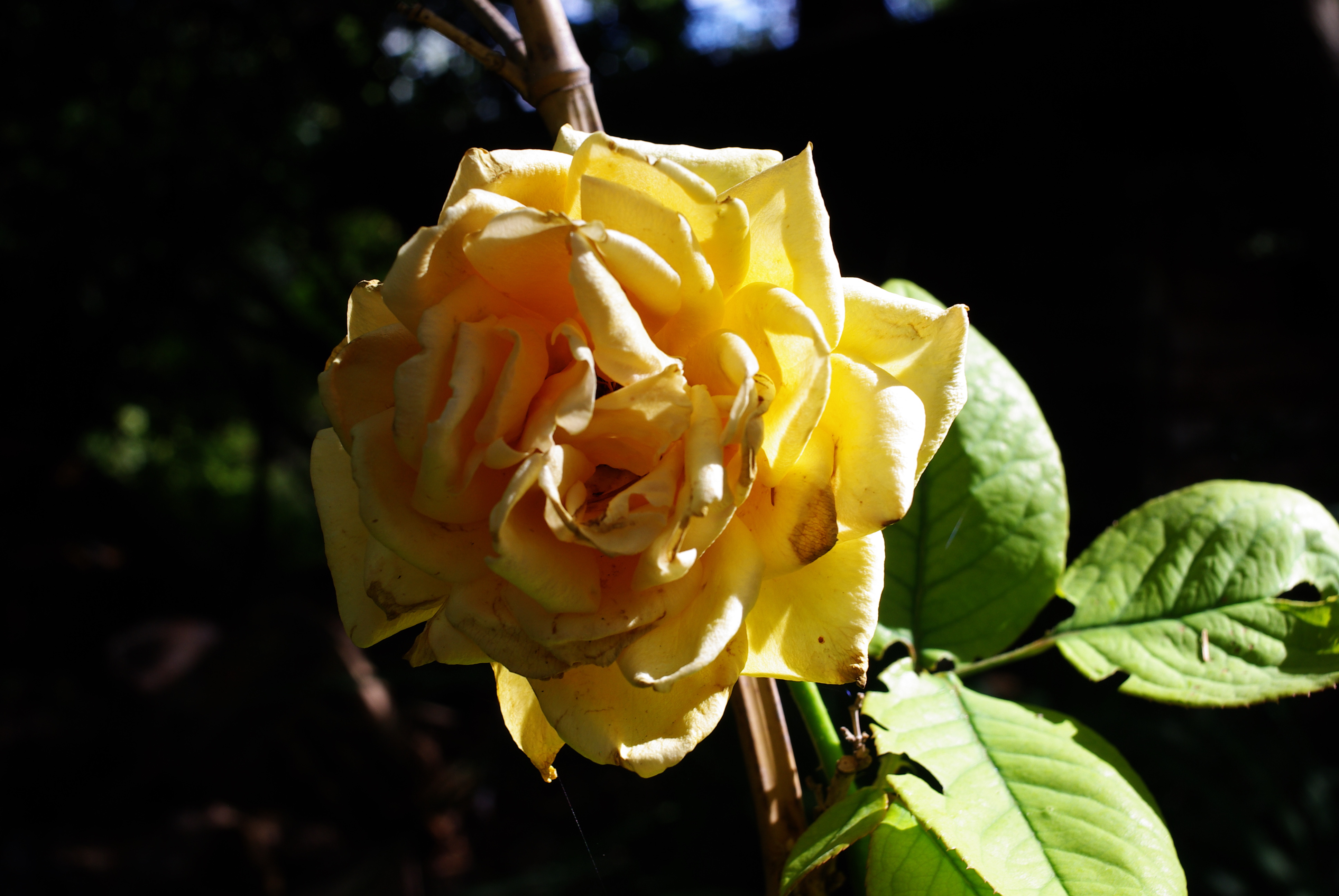 IMGP5530.JPG
