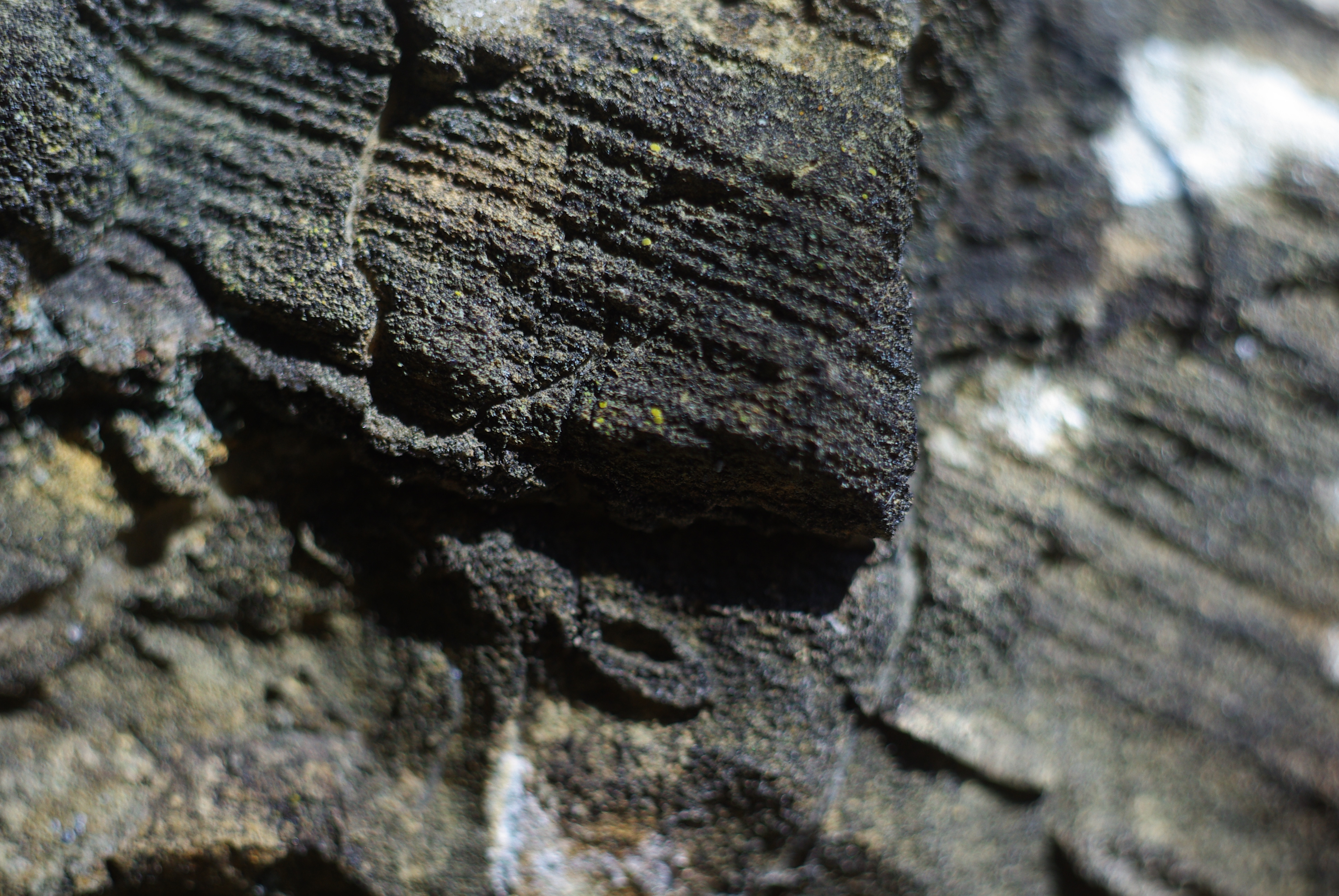 IMGP5581.JPG