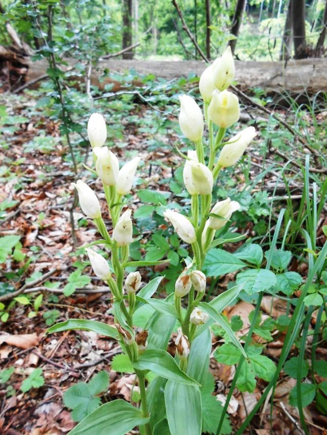 White helleborine, Cphalanthre blanche, Bleek bosvogeltje