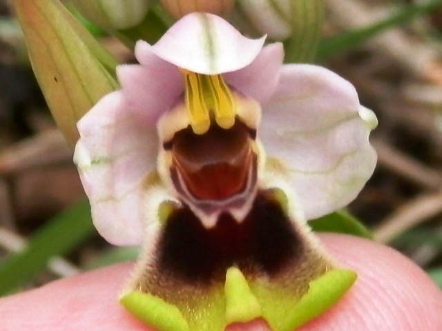 Ophrys tenthredinifera