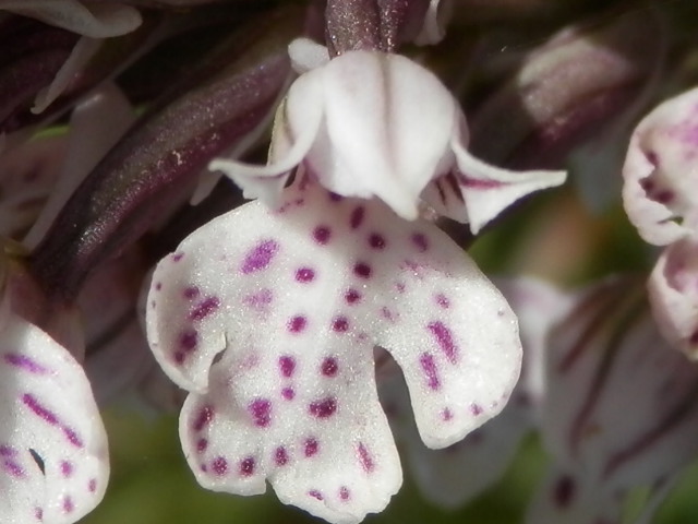 Orchis lactea