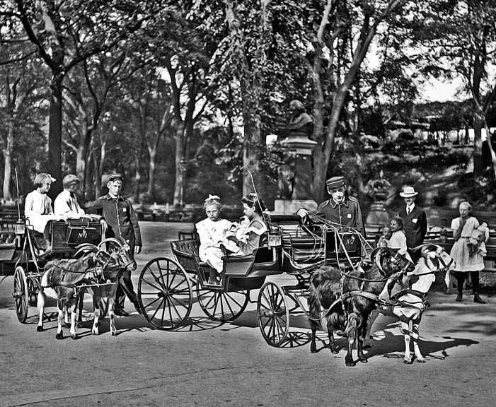 1904 - Goat carriages in Central Park