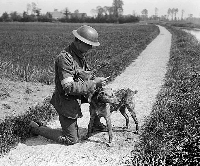10 May 1918 - Reading message brought by messenger dog