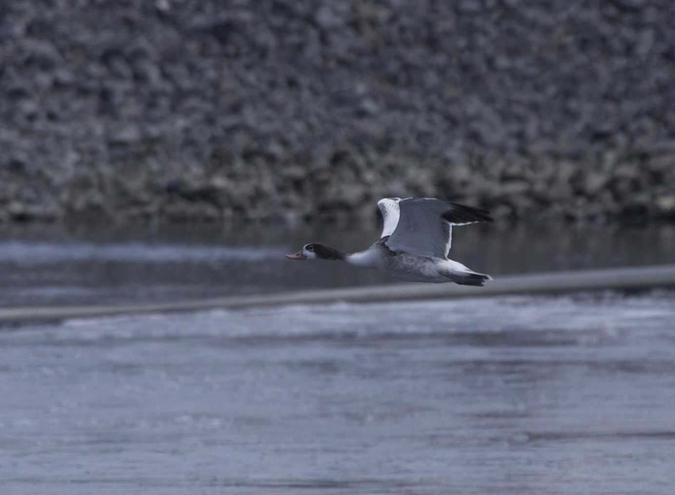 Tadorne de Belon juvnile, (Juvenile Common Shelduck), Saint-Basile-le-Grand, Quebec