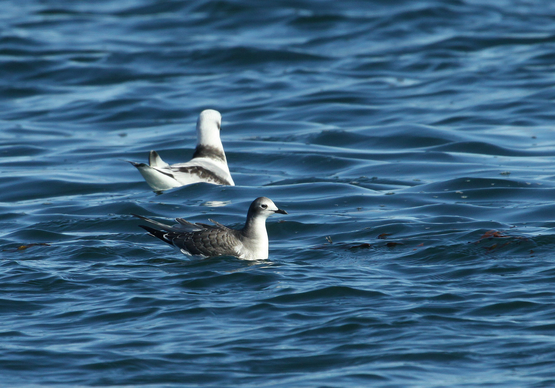 Mouette de Sabine, large de Bergeronnes