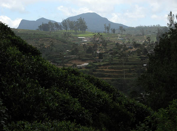 nuwara interior.jpg