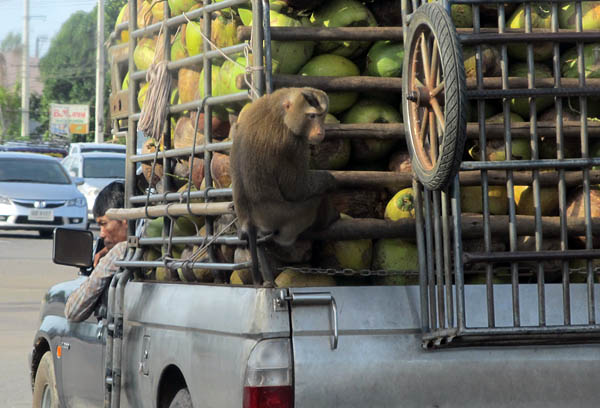 coconut picker going home.jpg