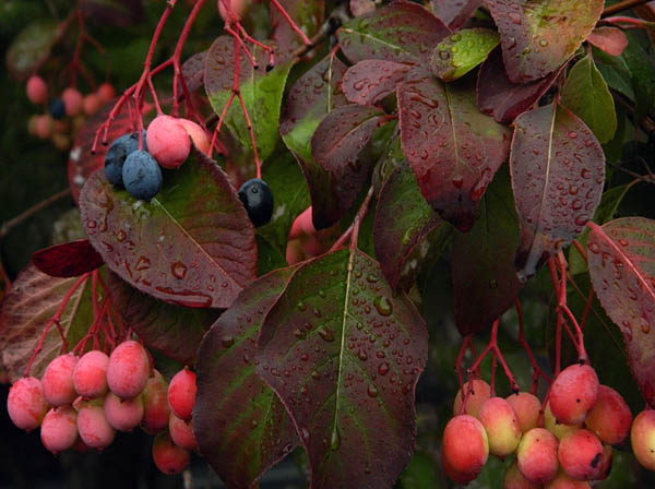 autumn berries.jpg