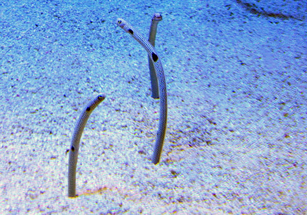 garden eels.jpg
