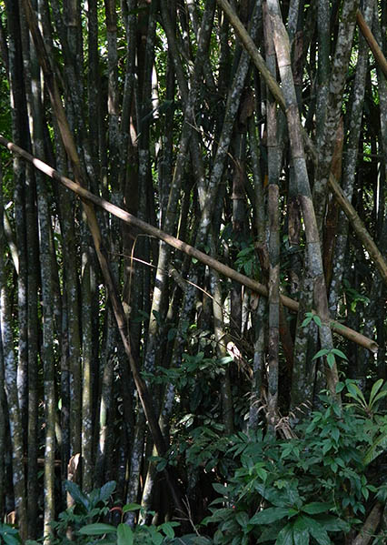 bamboo stand.jpg