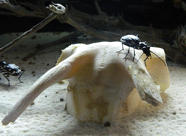 desert beetle.jpg