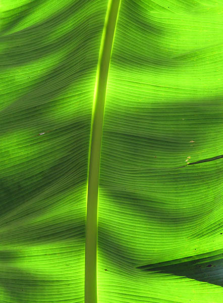 banana leaf.jpg