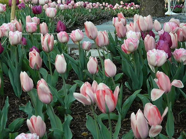 tulips.jpg