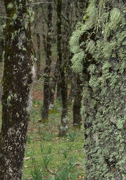 moss and trees.jpg