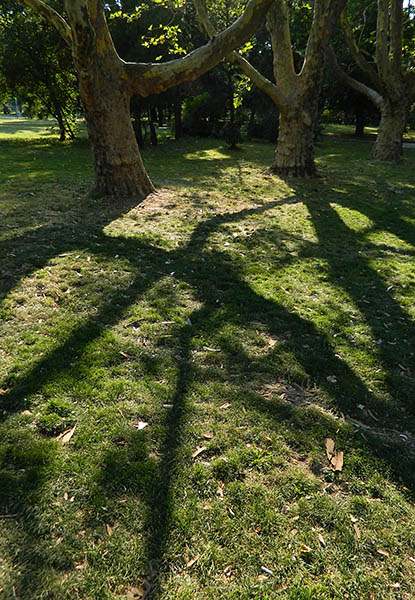 branches and shadows.jpg