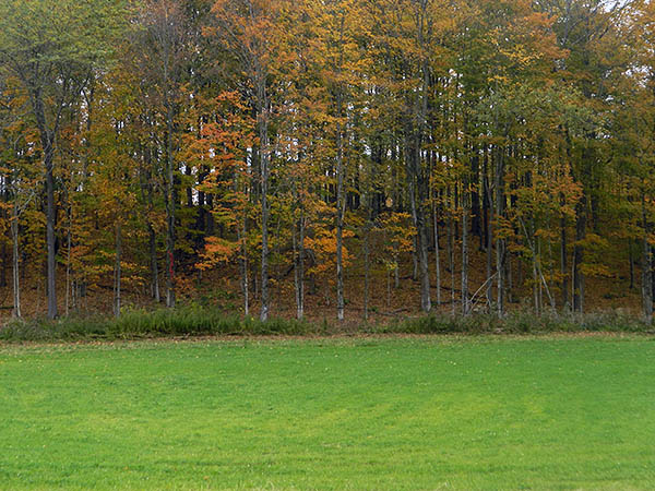 field and trees.jpg
