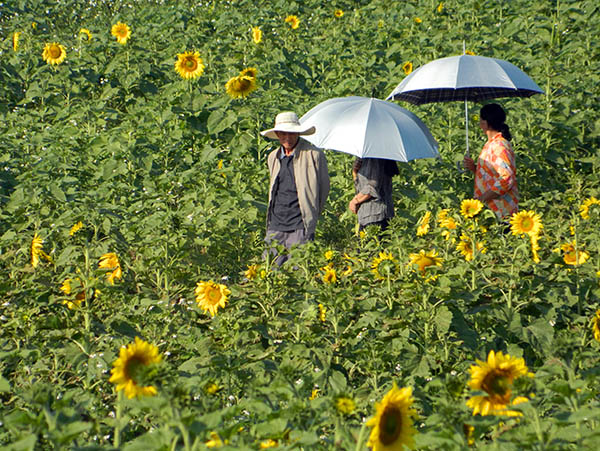 sunflower field.jpg