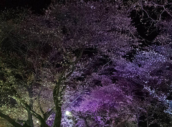 midnight blossoms.jpg