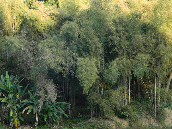 bamboo and banana trees.jpg