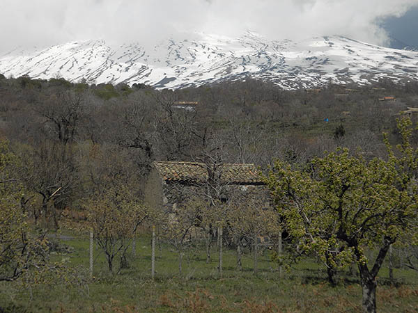 orchard on the mountain.jpg