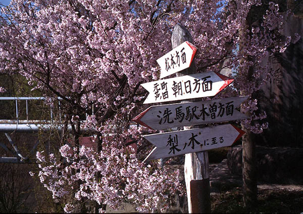 cherry blossoms and sign post.jpg
