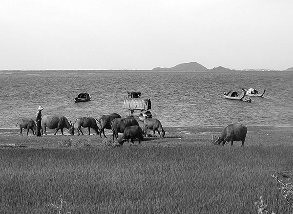 herding by the shore.jpg