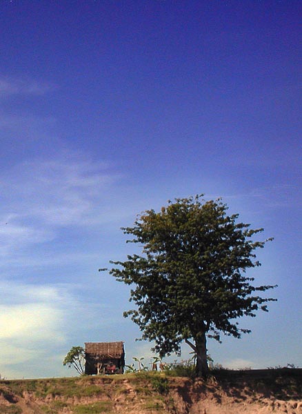 tree and hut.jpg