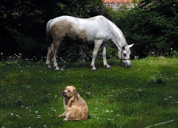 horse and dog.jpg