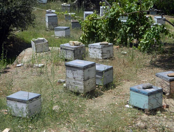 bee boxes.jpg