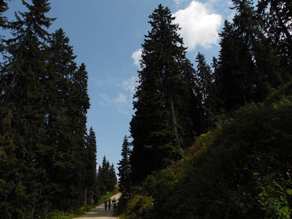 road through the forest.jpg
