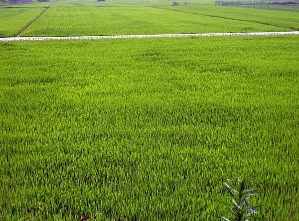 fields of green.jpg