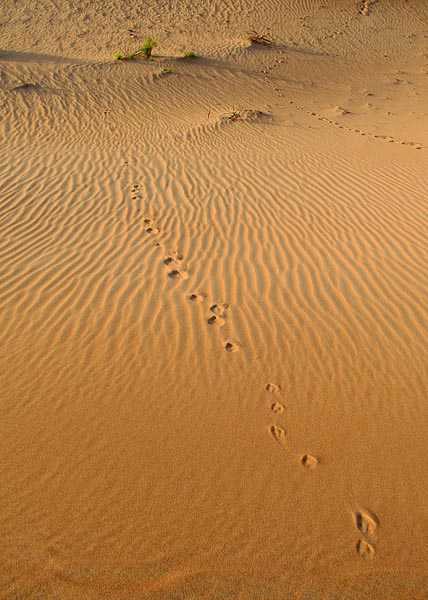 tracks in the sand.jpg