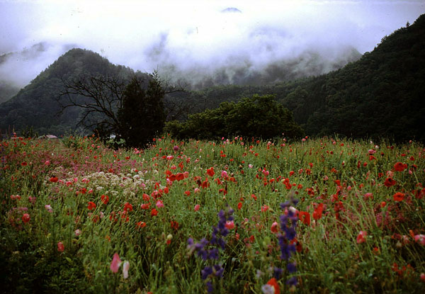 otaki flower fields.jpg