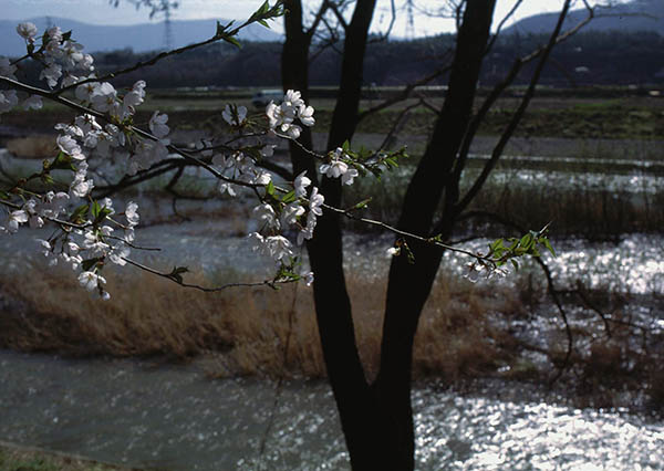 blossoms by the waterway.jpg