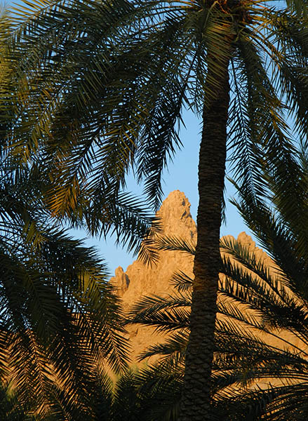 framed in date palms.jpg