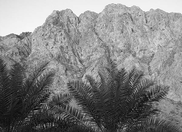 ridge and palms.jpg