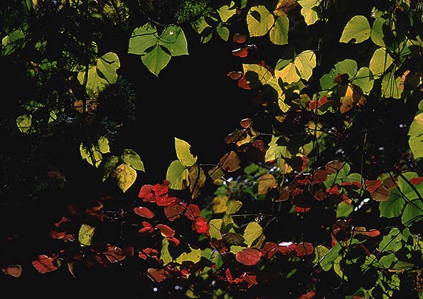 foliage illuminated.jpg