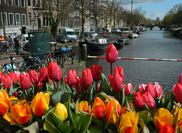 tulips canal spring.jpg