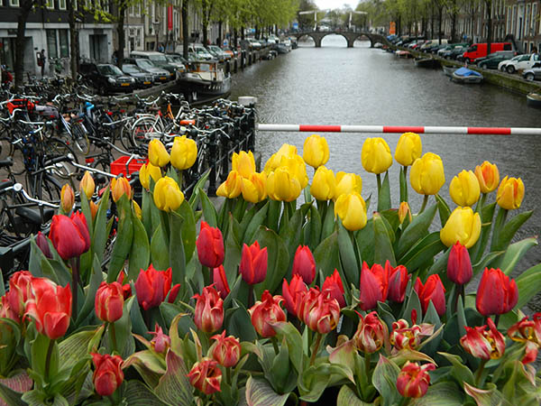 tulips and canal.jpg